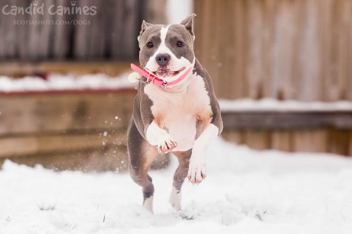 Amstaff running in the snow