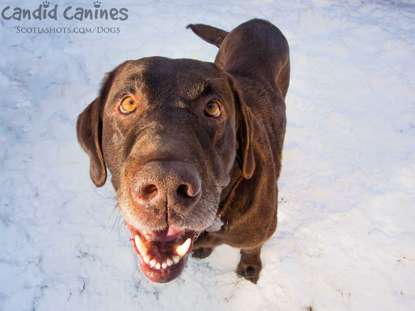 good bones dog rescue